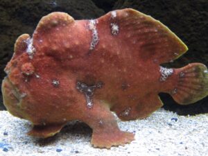 The Ultimate Guide To Scuba Diving In Honduras