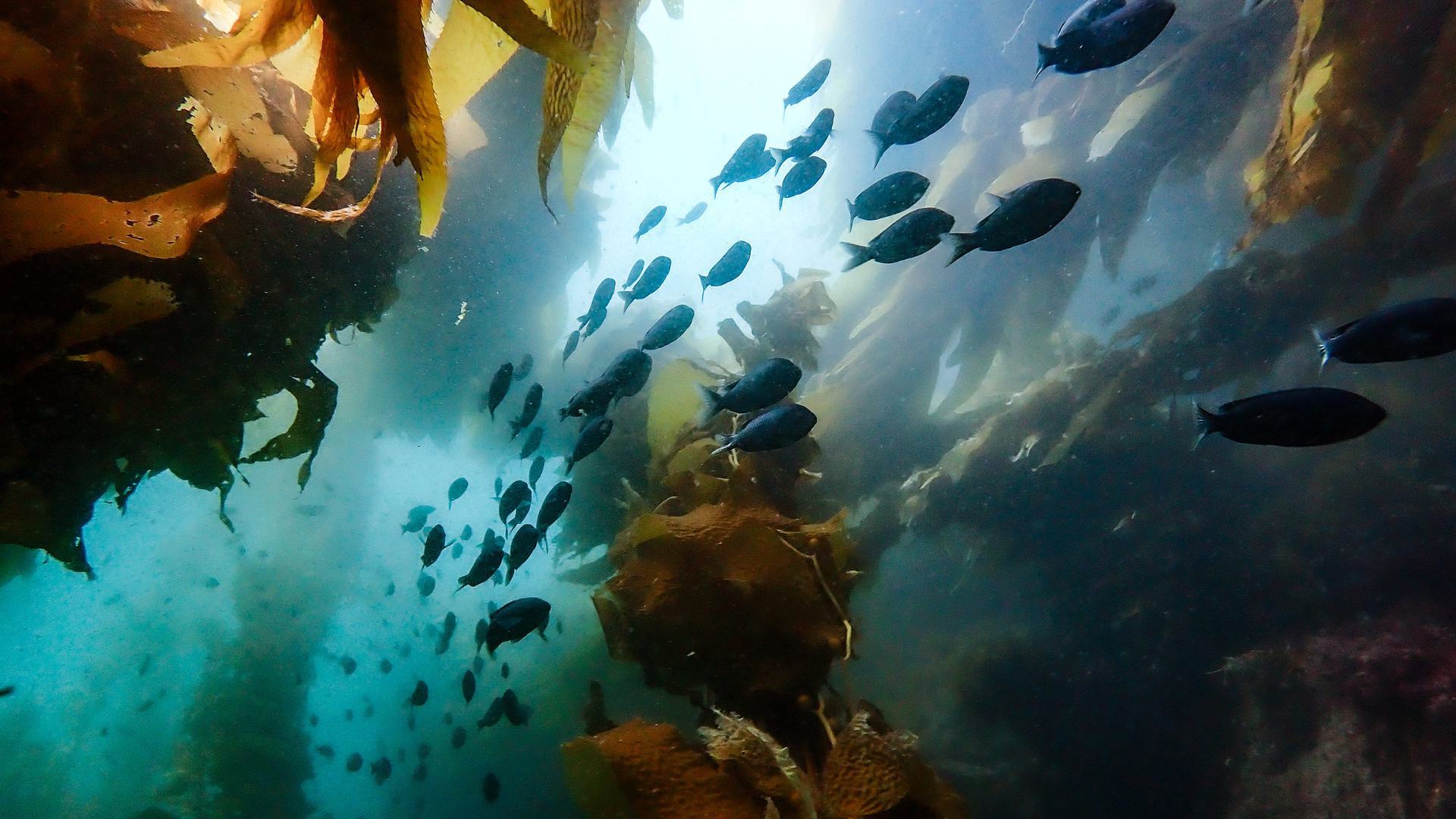 A school of fish underwater