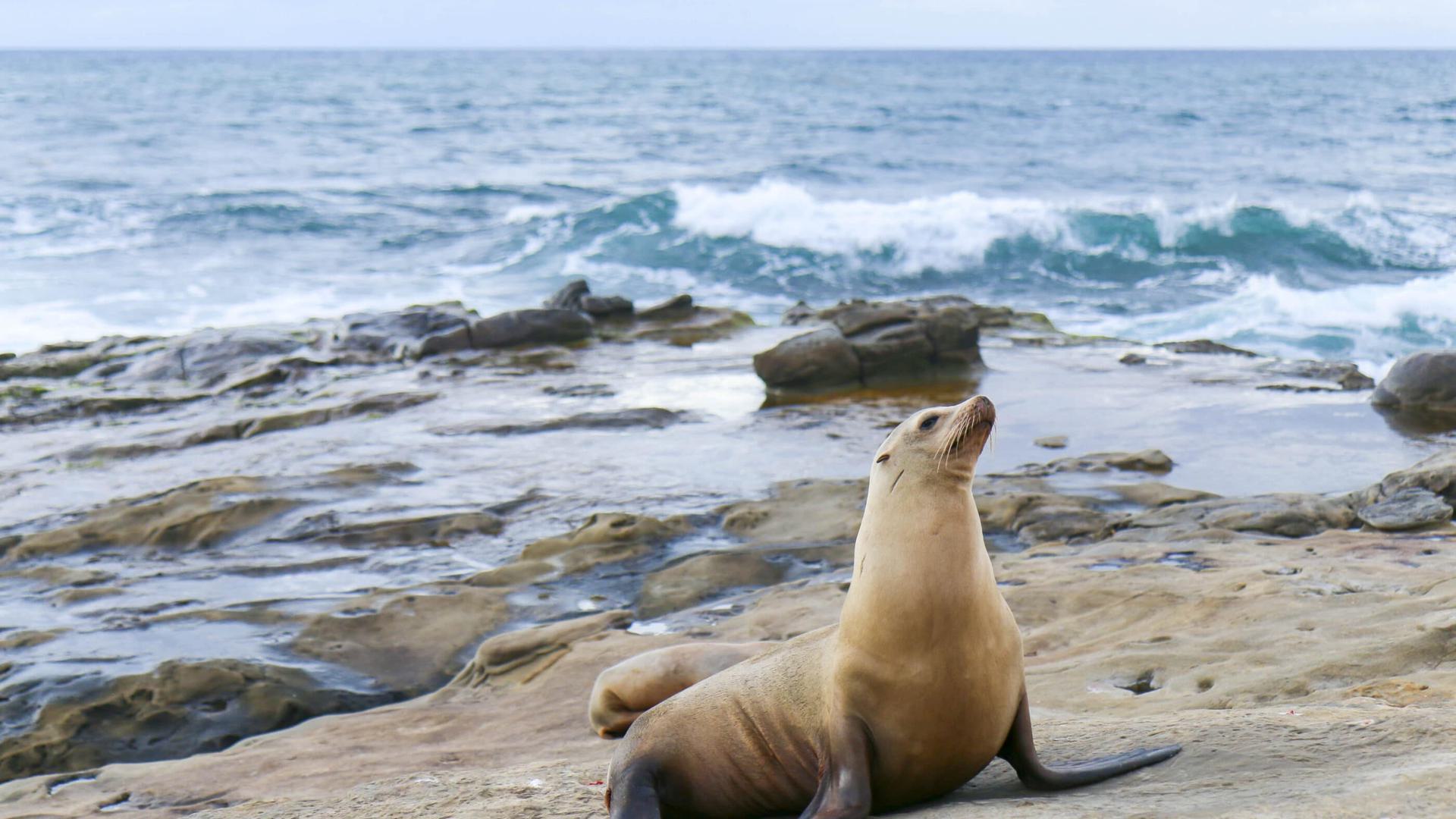 a sea lion on the beach with water behind