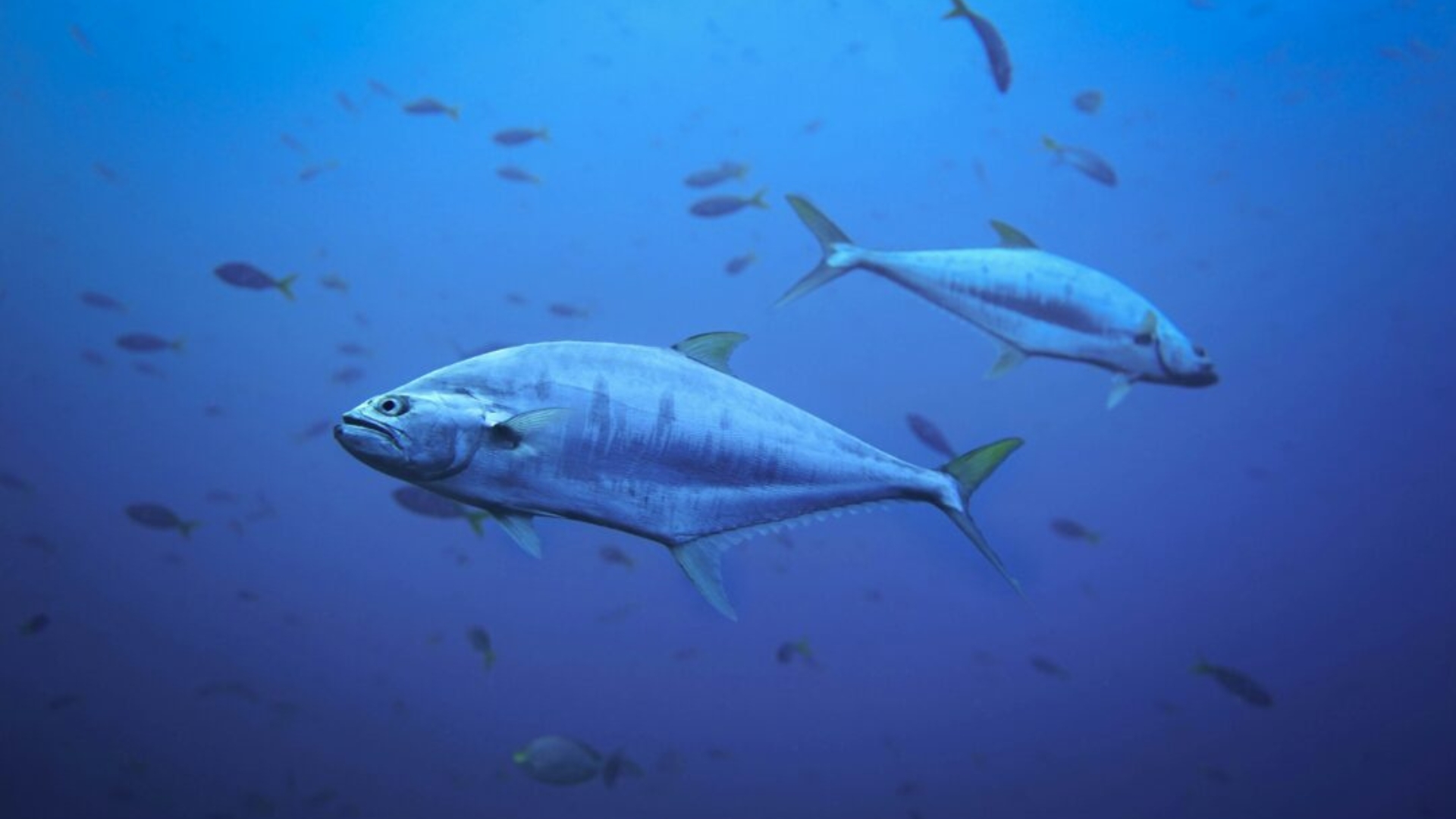 Photo of yellowfin tuna.