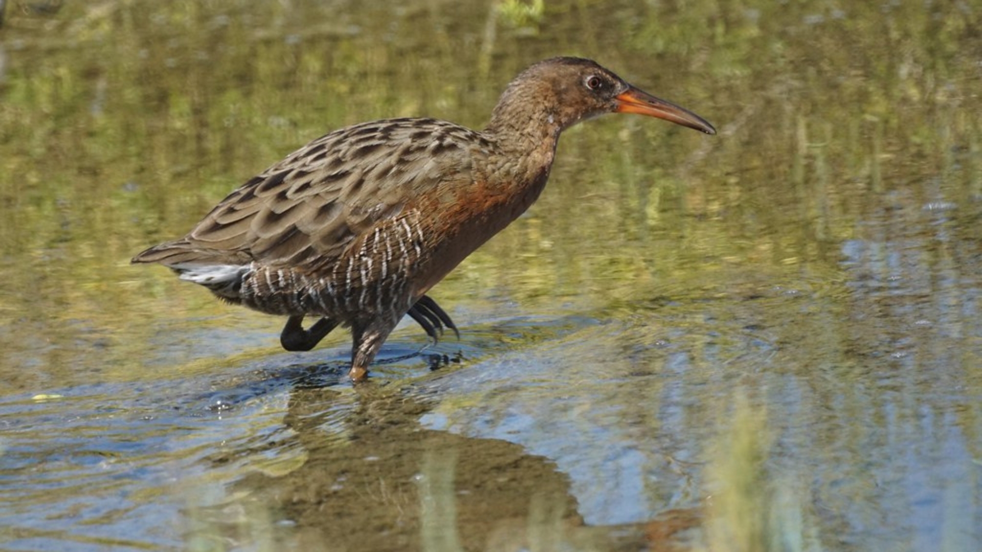 Photo of a clapper rail bird.