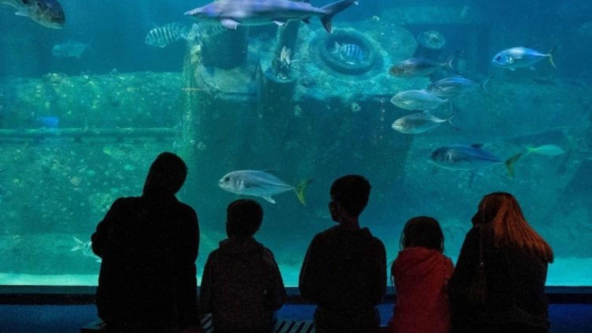 Photo of people enjoying the "living shipwreck" tank at the Pine Knoll Shores Aquarium.