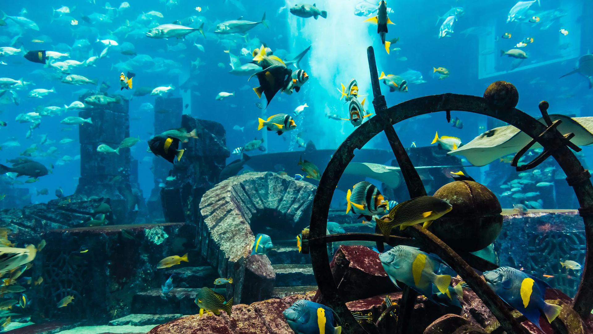 an underwater photo in an aquarium with lots of fish