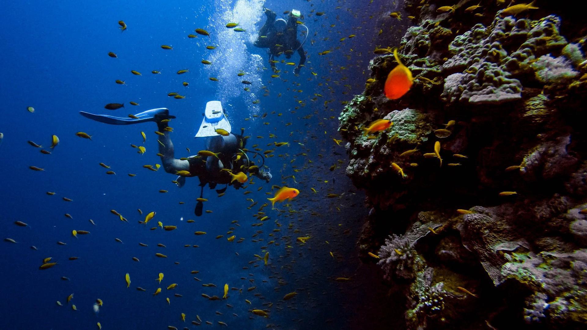 an underwater photo of two divers and a school of red fish