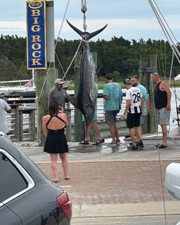 Photo of caught blue marlin hanging by tail on dock.