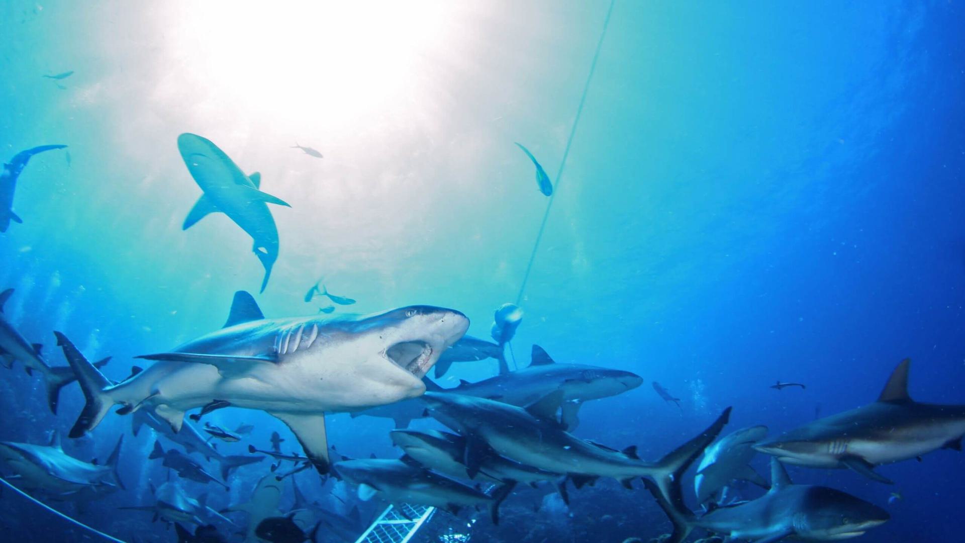 many sharks underwater