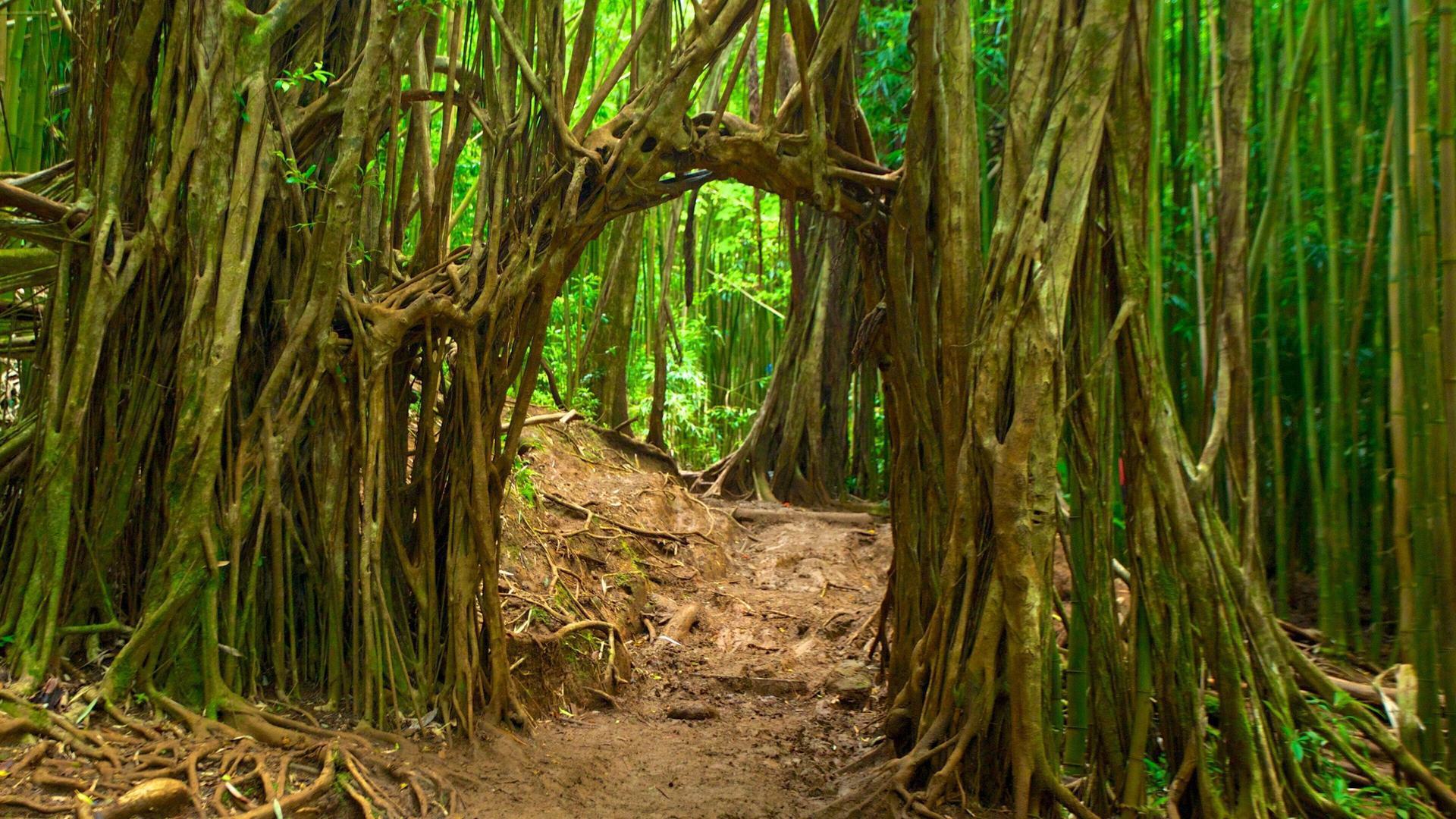 a small doorway and path on a trail