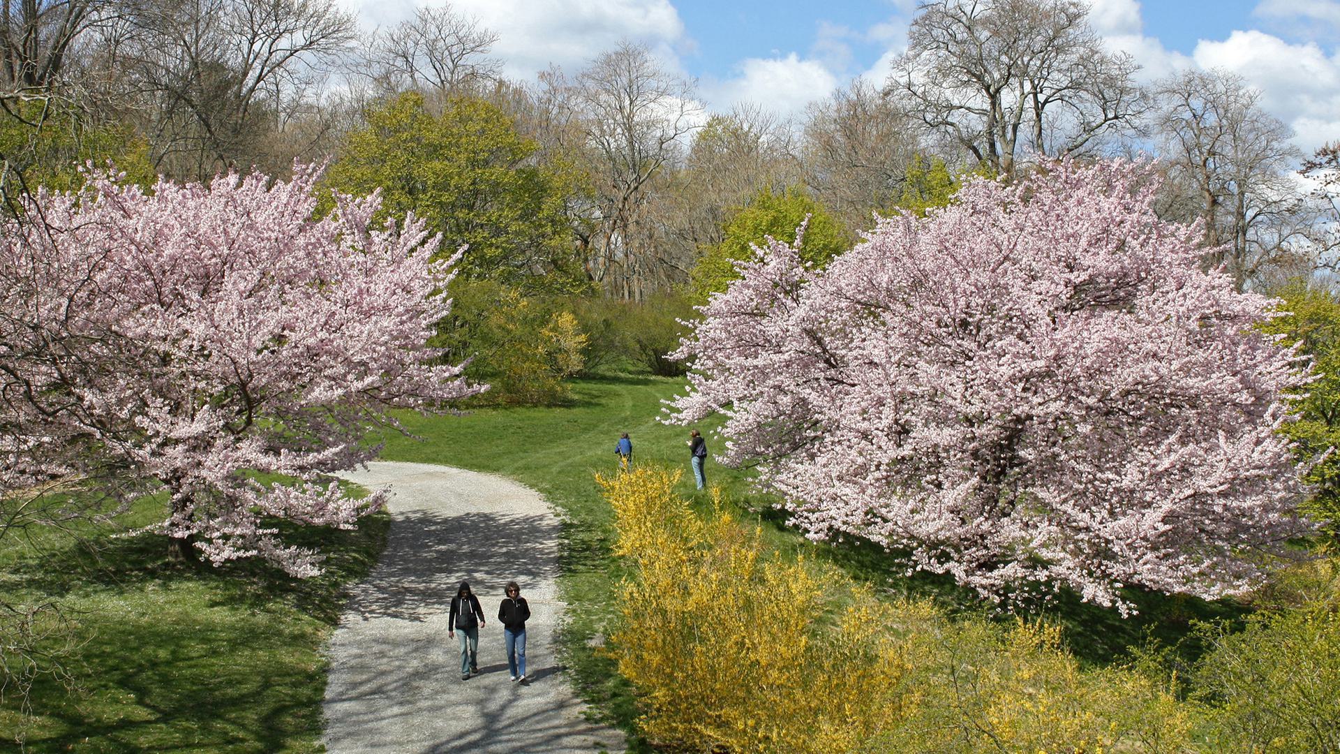 people walking on a path in a park with white trees