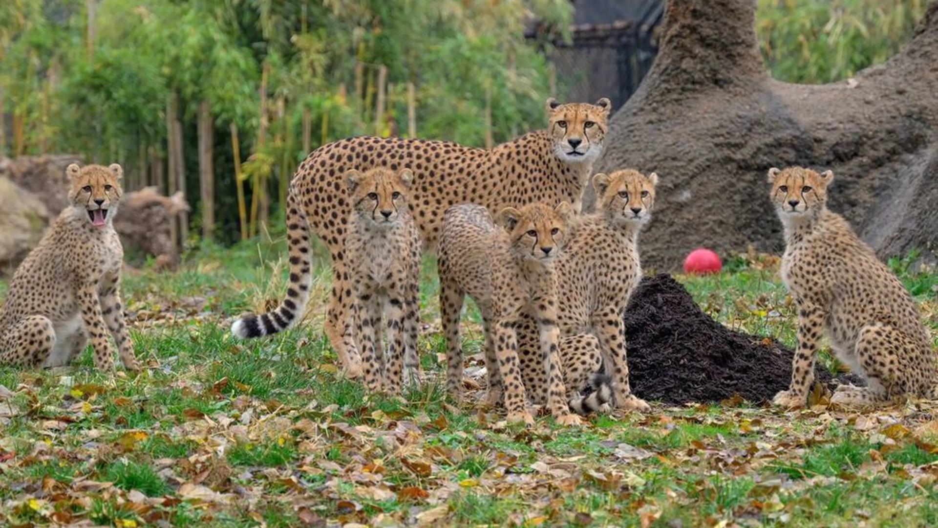 a group of cheetahs