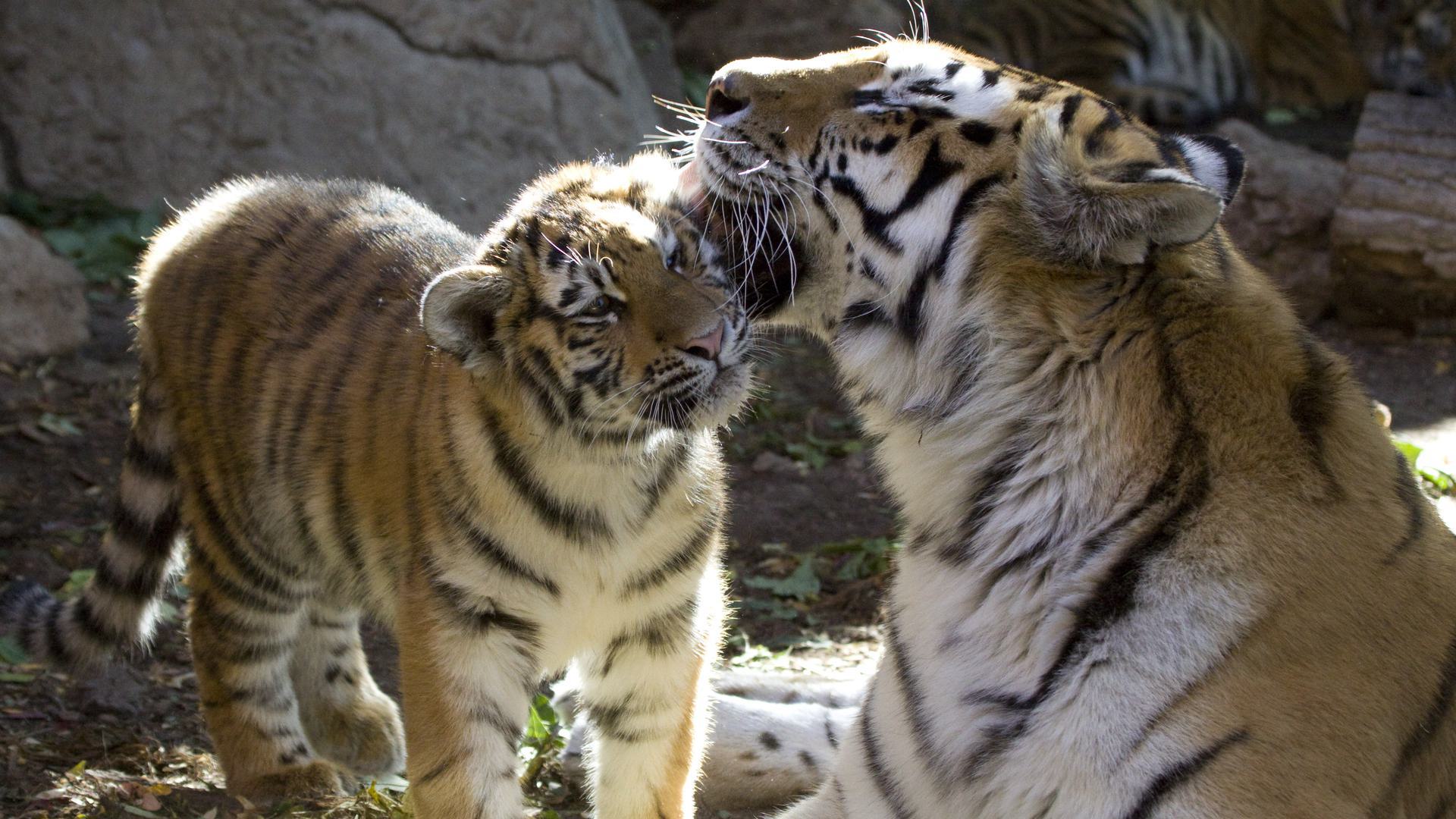 a tiger biting another tiger