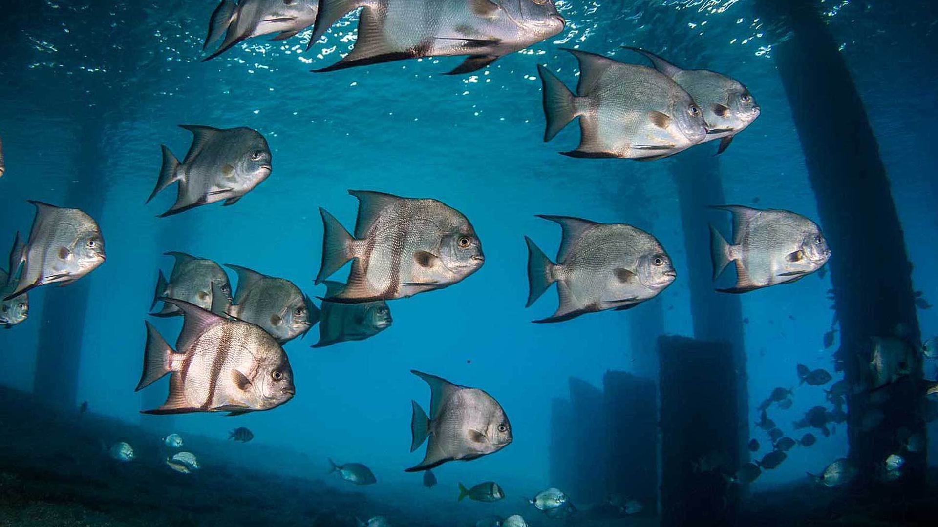 silver fish underwater