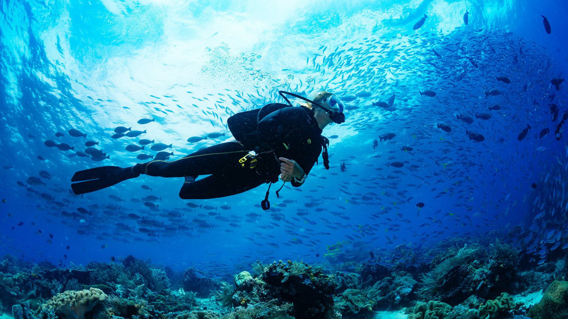 a scuba diver with a school of fish underwater
