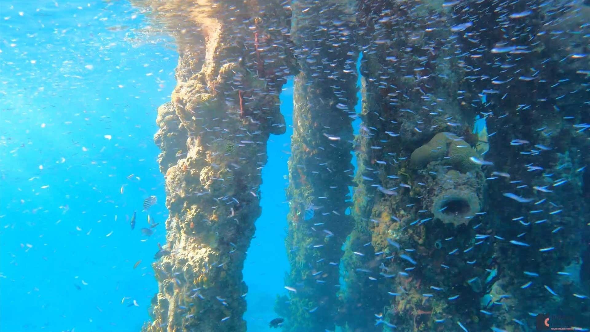 a school of fish underwater