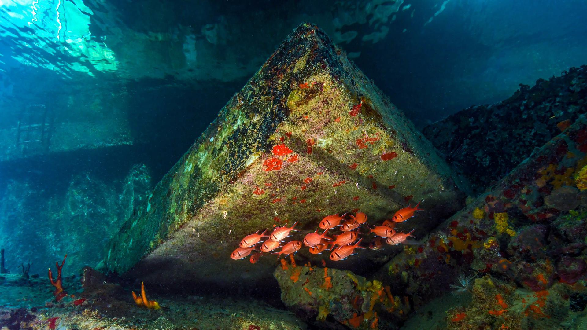 red fish by a rock slab underwater