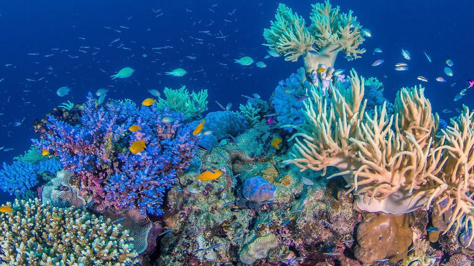 Photo of fish swimming around a reef.
