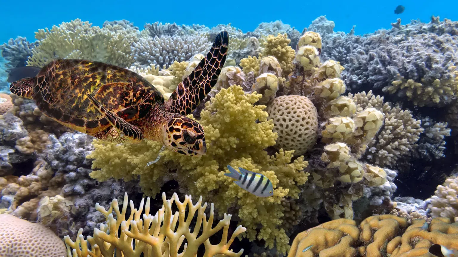 Photo of sea turtle on reef.