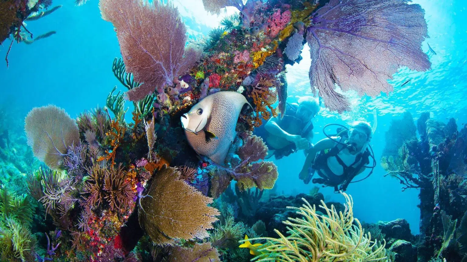Photo of scuba divers.