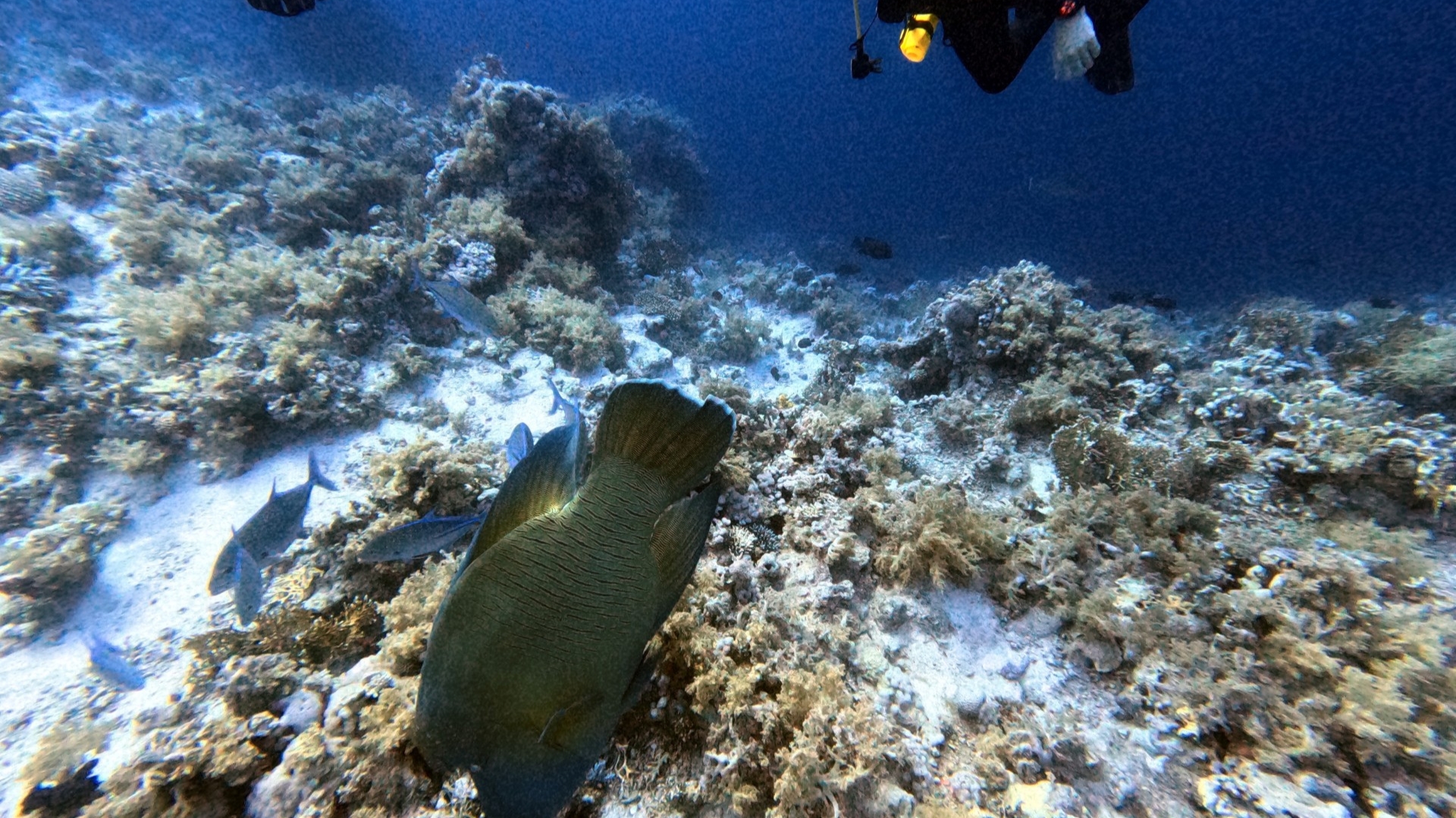 Photo of large humphead wrasse.