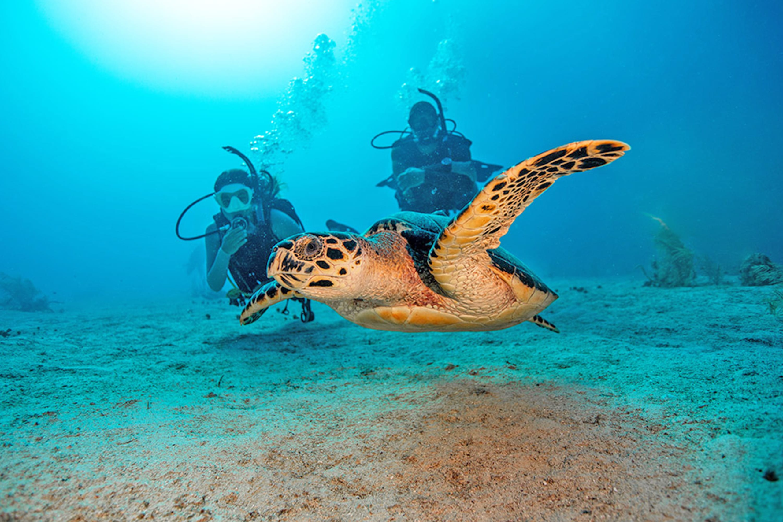 two scuba divers looking at a turtle underwater