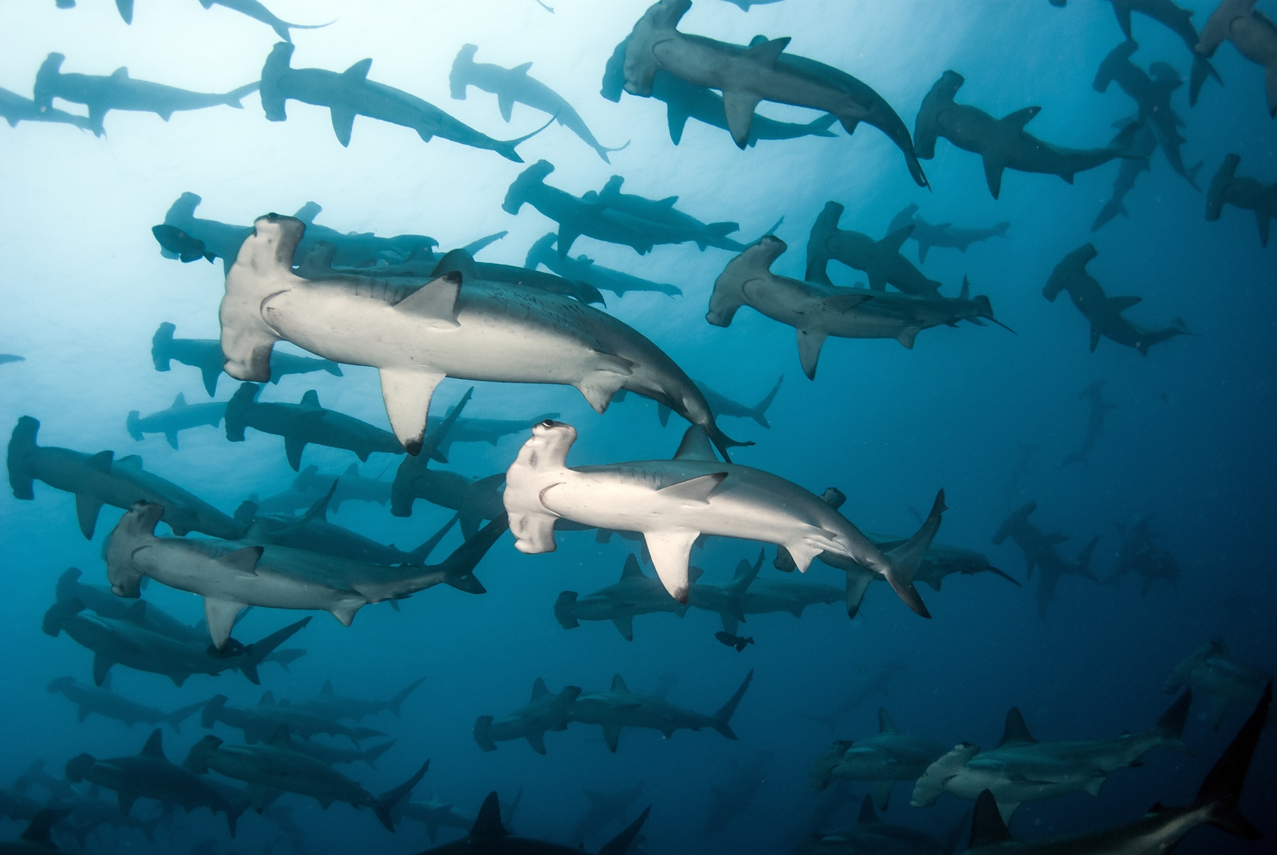 A school of hammerhead sharks