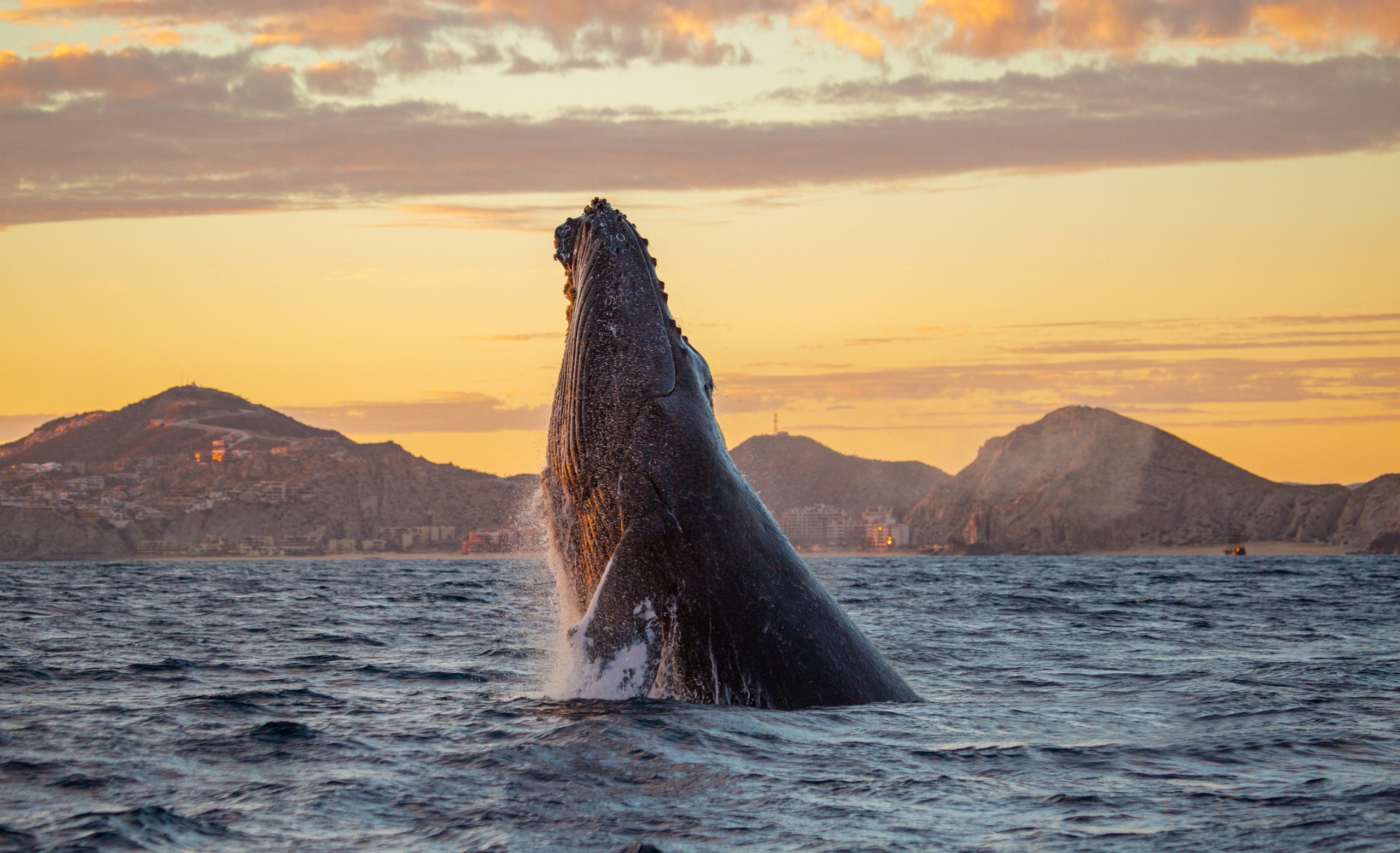 a humpback whale coming out of the water