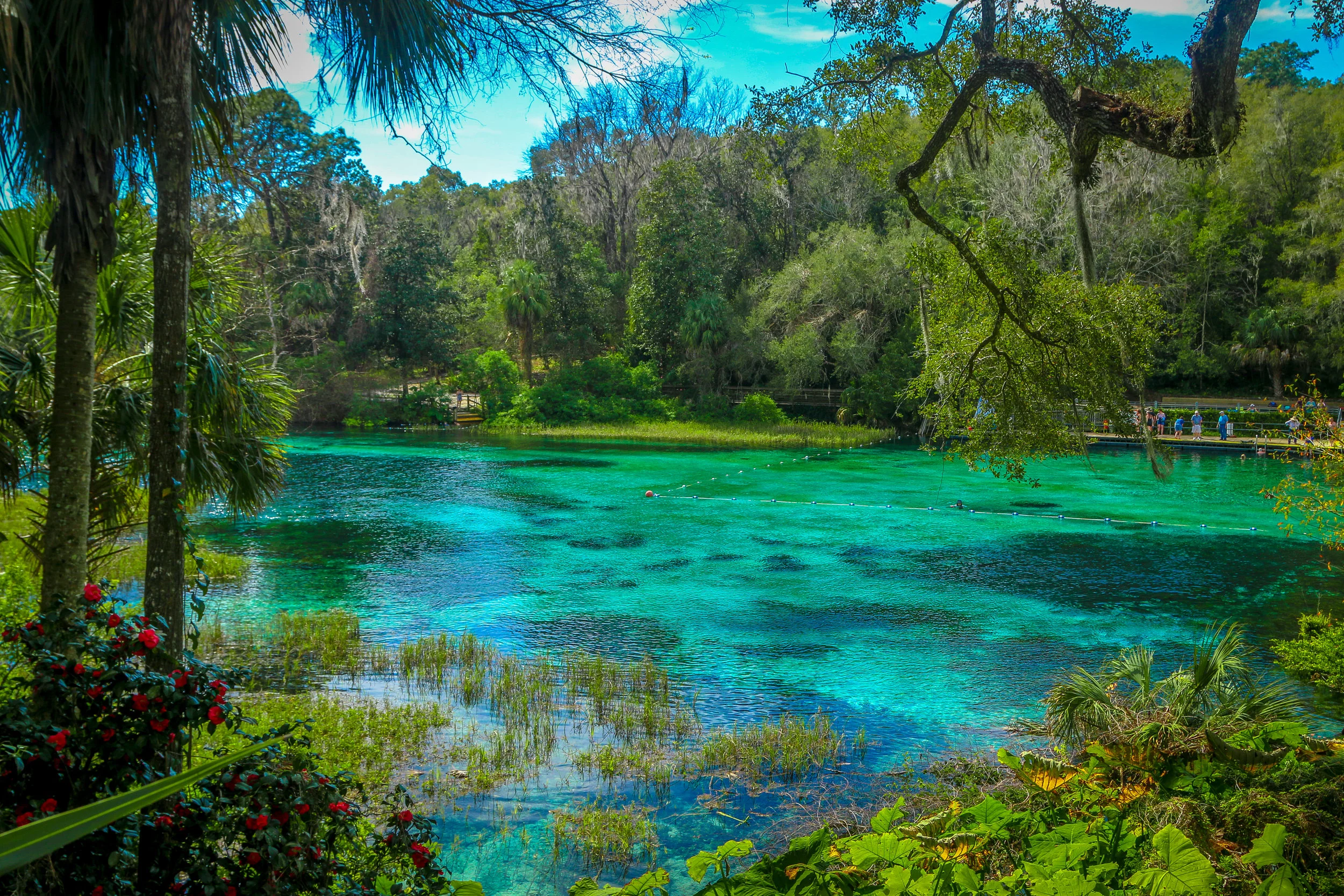 A photo of a spring surrounded by trees