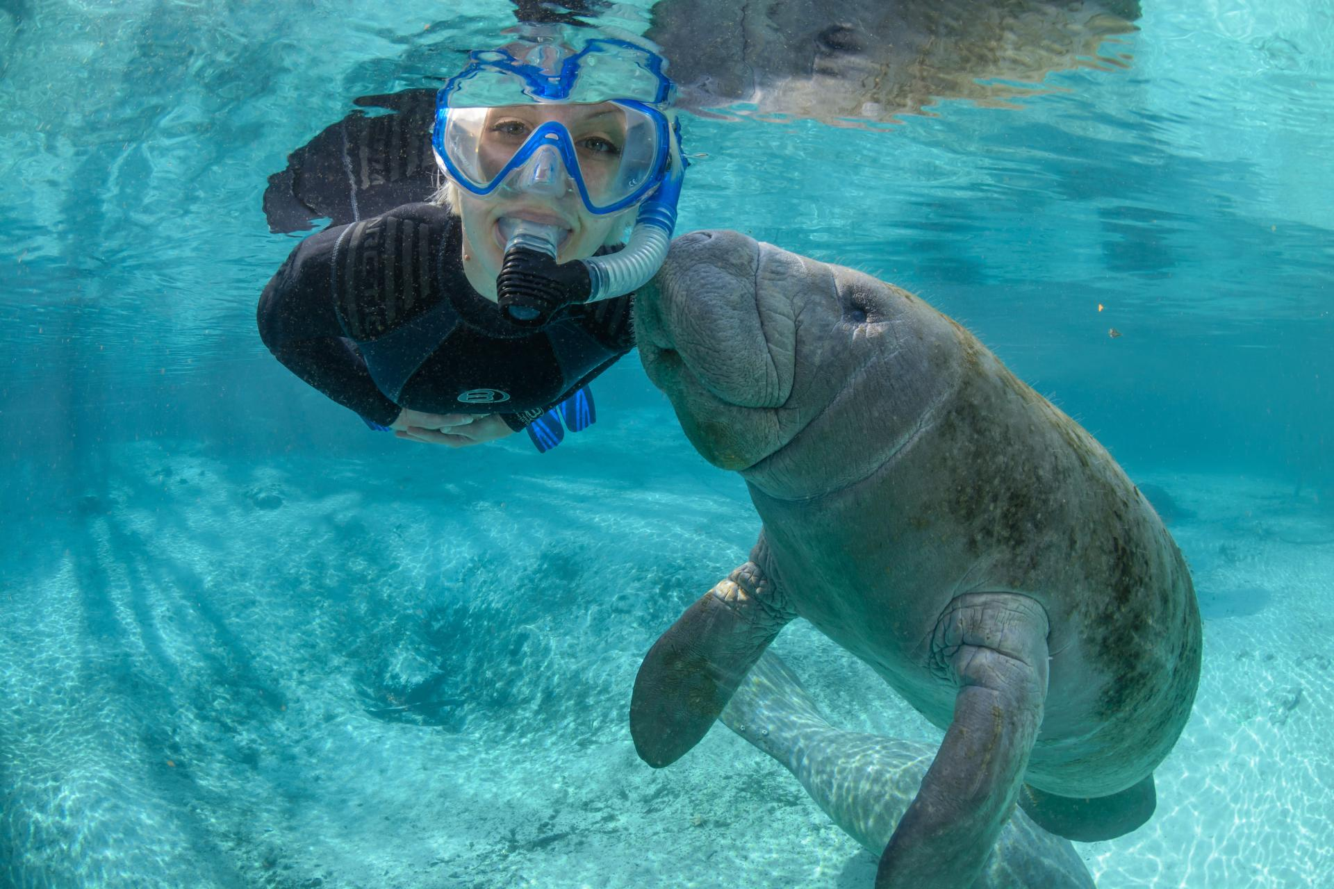 a snorkeler with a manatee