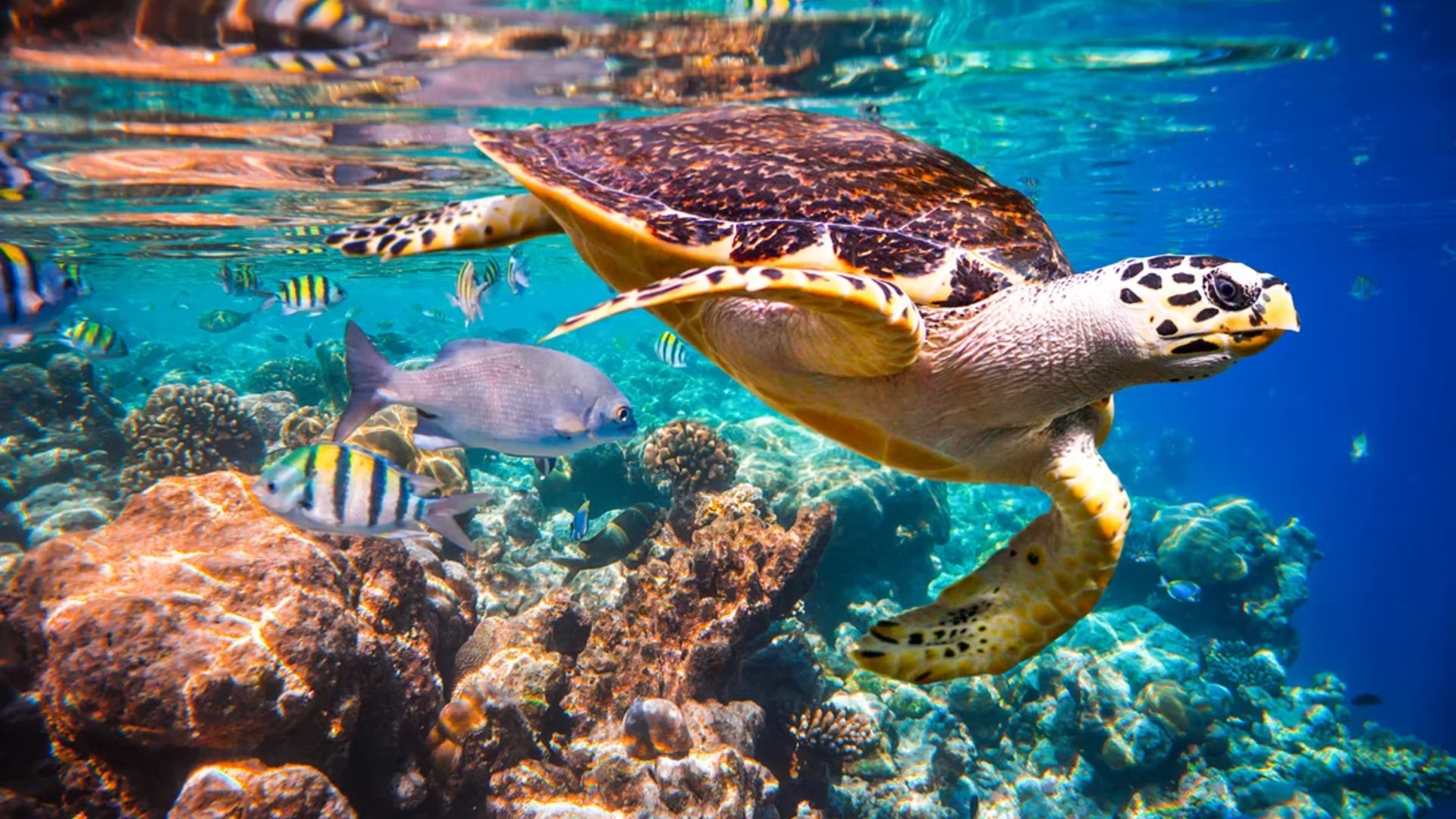 Photo of sea turtle.